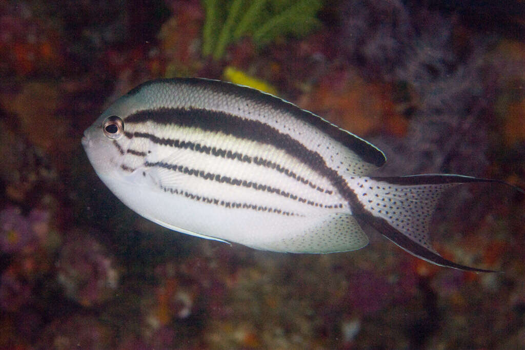 Image of Blackstriped Angelfish