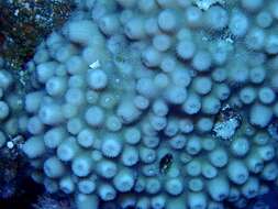 Image of hedgehog coral