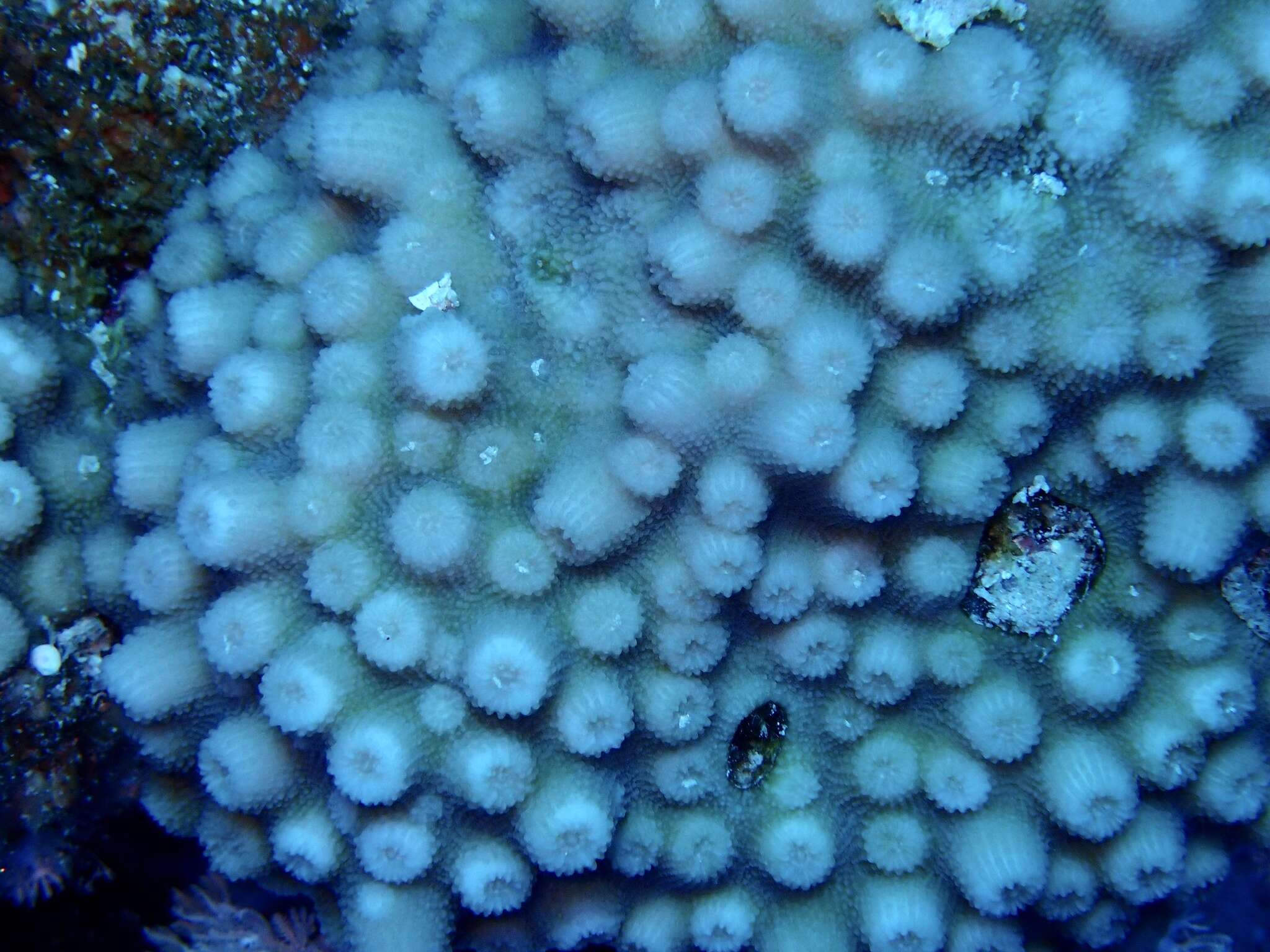 Image of hedgehog coral