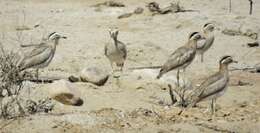 Image of Peruvian Thick-knee