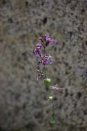 Plancia ëd Streptanthus fenestratus (Greene) J. T. Howell