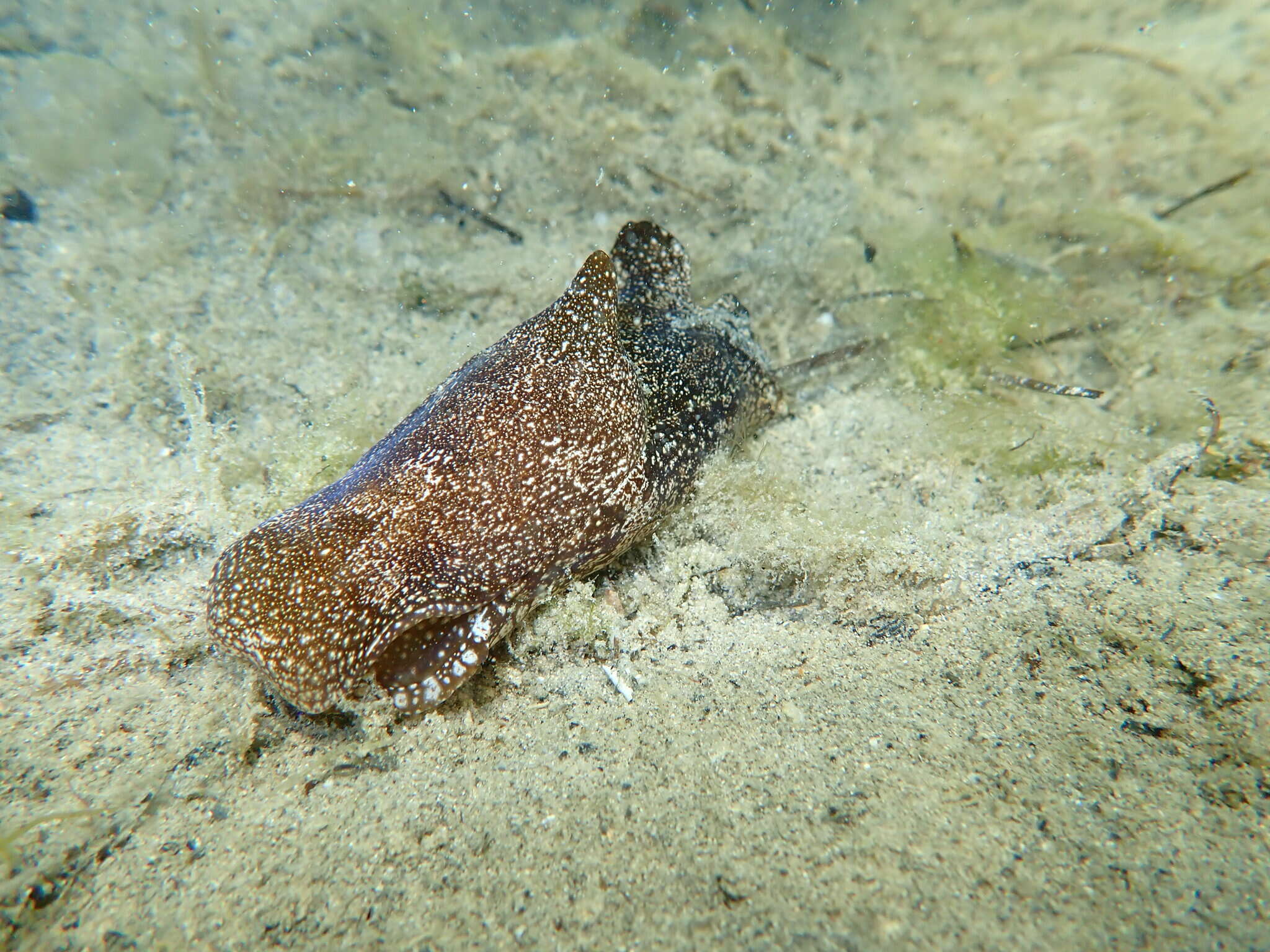 Image of Philinopsis troubridgensis (Verco 1909)