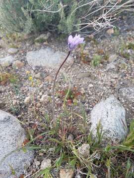 Image of Dipterostemon capitatus subsp. pauciflorus