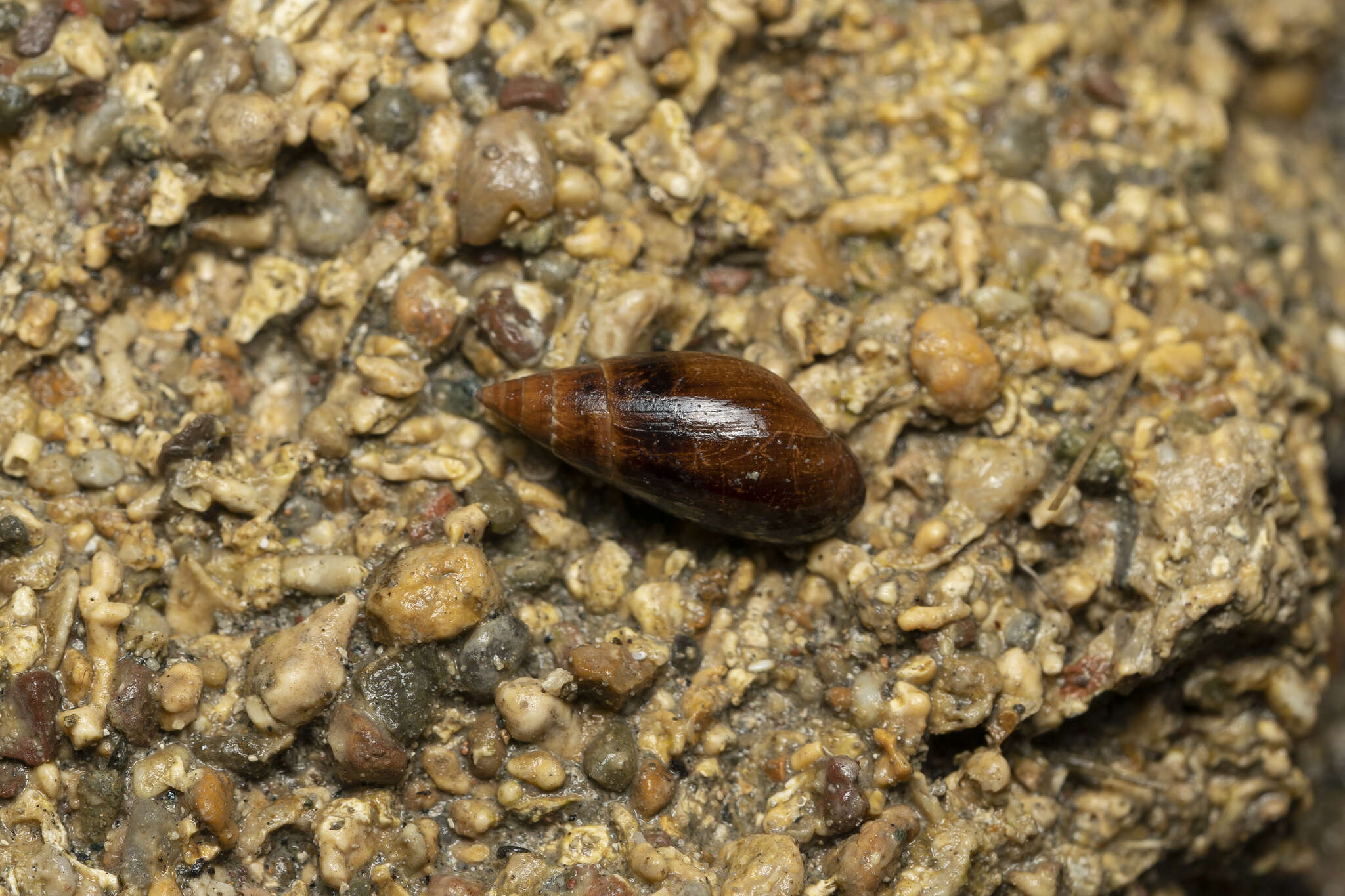 Image of <i>Melanopsis wagneri</i> Roth 1839