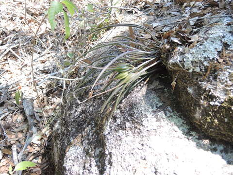 Image of Brassavola appendiculata A. Rich. & Galeotti