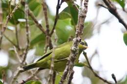 Image of Mountain Blackeye