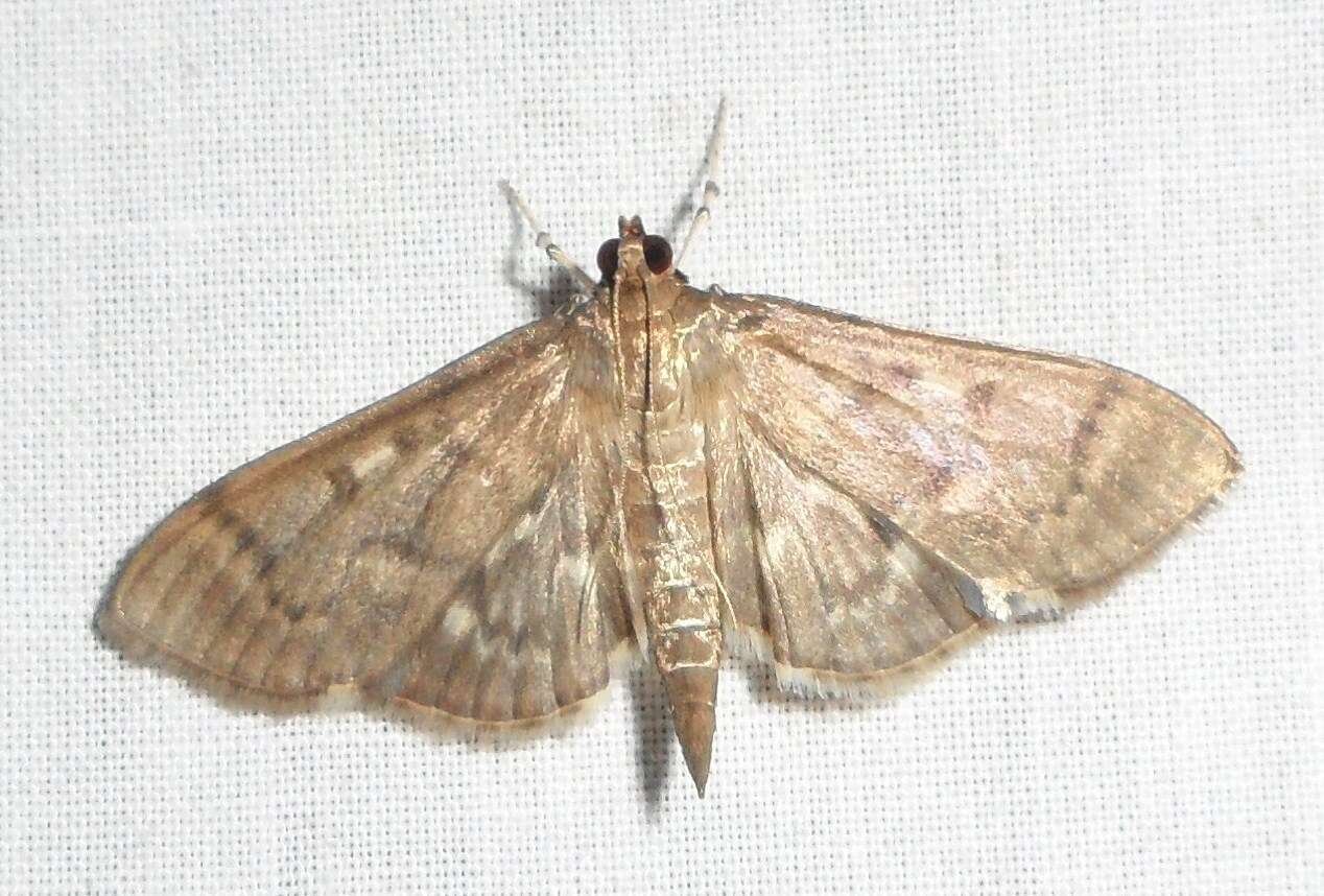 Image of Serpentine Webworm