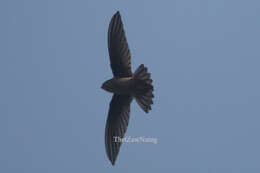 Image of Palm swift