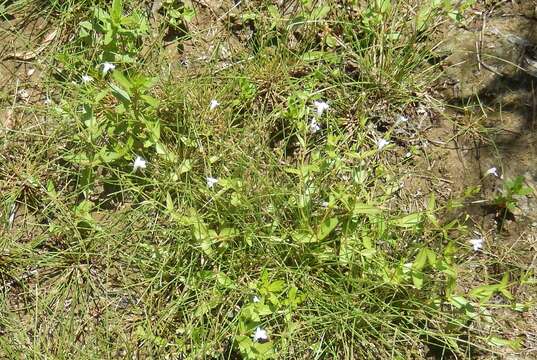 Image of clammy hedgehyssop