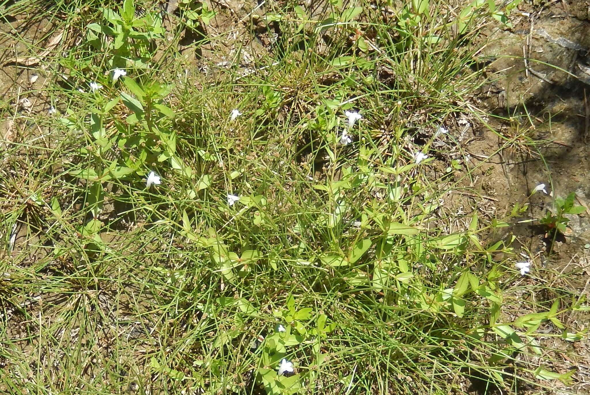 Plancia ëd Gratiola neglecta Torr.