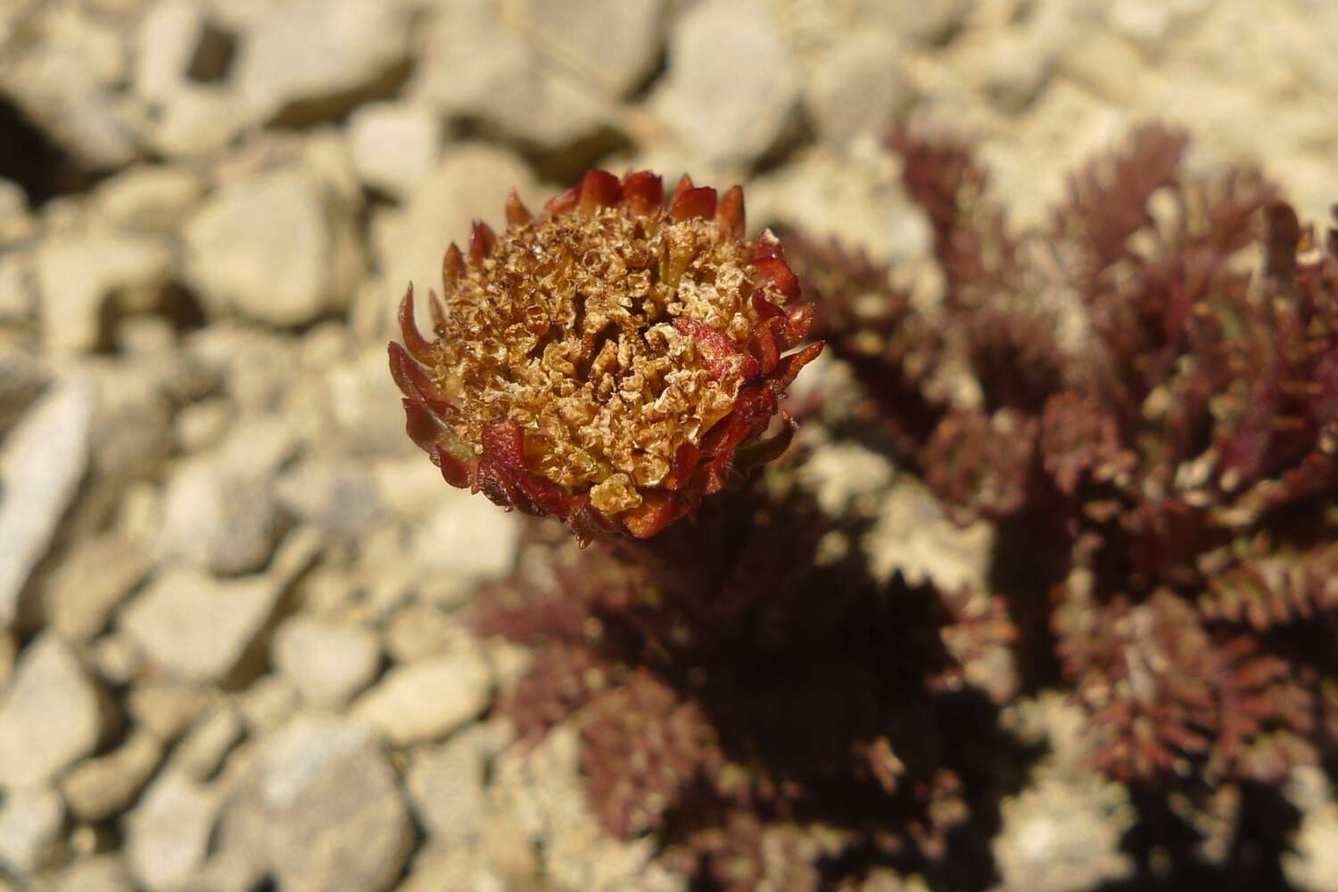 Image of Leptinella dendyi (Cockayne) D. G. Lloyd & C. J. Webb