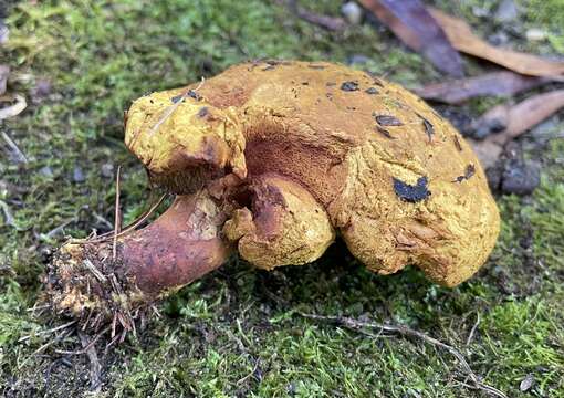 Imagem de Buchwaldoboletus lignicola (Kallenb.) Pilát 1969