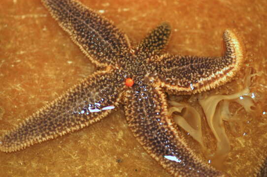 Image of Forbes sea star