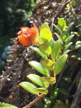 Image of Nematanthus australis Chautems