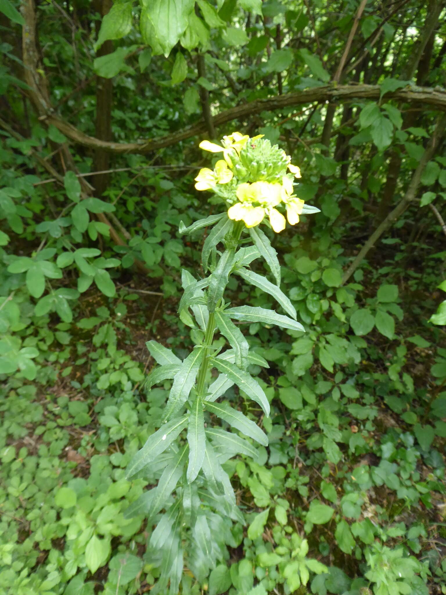 Image of smelly wallflower