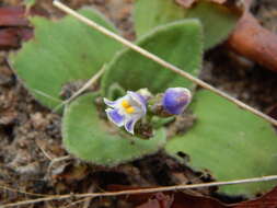 Imagem de Craterostigma plantagineum Hochst.