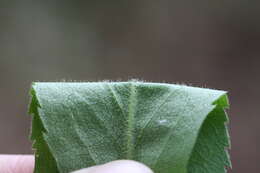 صورة Solidago curtisii var. flaccidifolia (Small) R. E. Cook & Semple