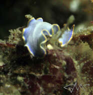 Image of Cycloporus venetus Newman & Cannon 2002