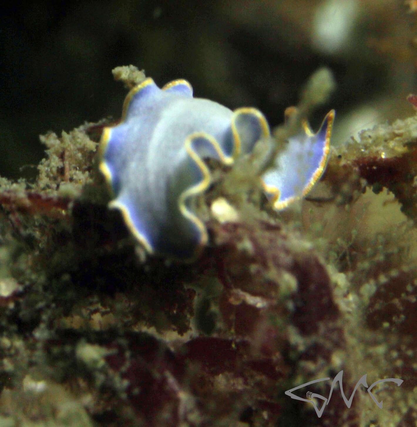 Image de Cycloporus venetus Newman & Cannon 2002