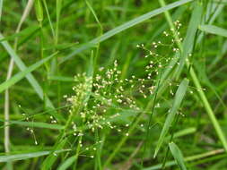 Image of Swamp Millet