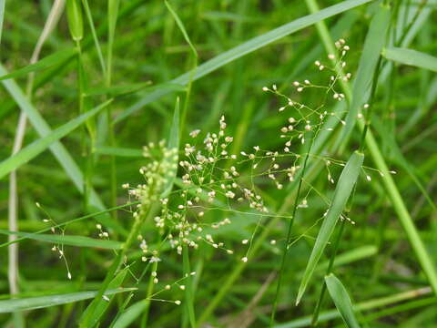 Image of Swamp Millet