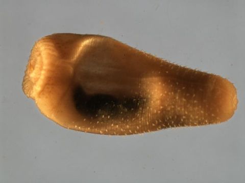 Image of <i>Halicryptus spinulosus</i> von Siebold 1849