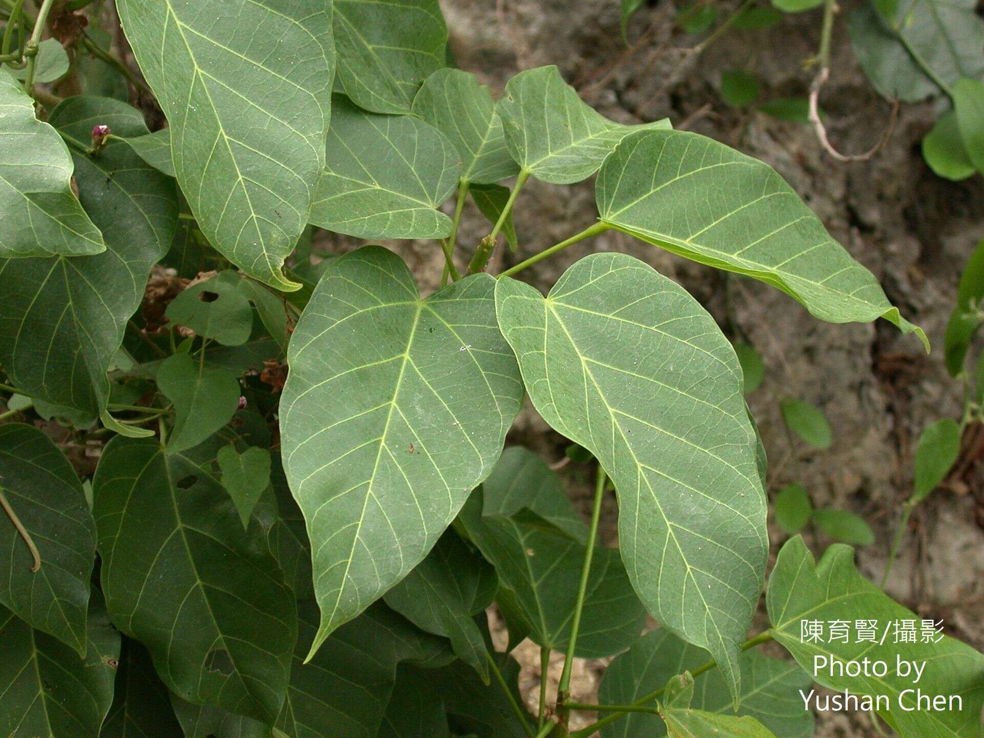 Image de Sterculia ceramica R. Br.