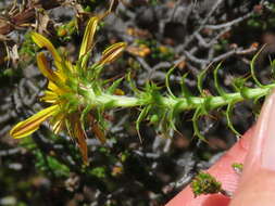 Image of <i>Cullumia <i>setosa</i></i> var. setosa