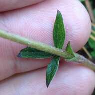 Potentilla ranunculoides Humb. & Bonpl. ex Nestl. resmi