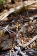 Calochortus raichei Farwig & V. Girard resmi