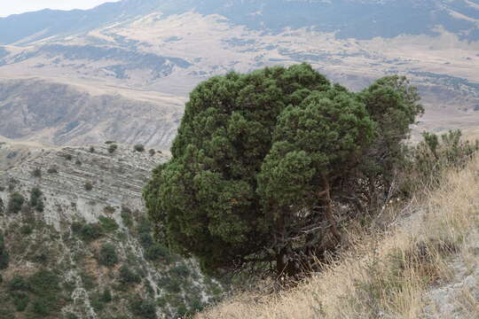 Plancia ëd Juniperus excelsa subsp. polycarpos (K. Koch) Takht.