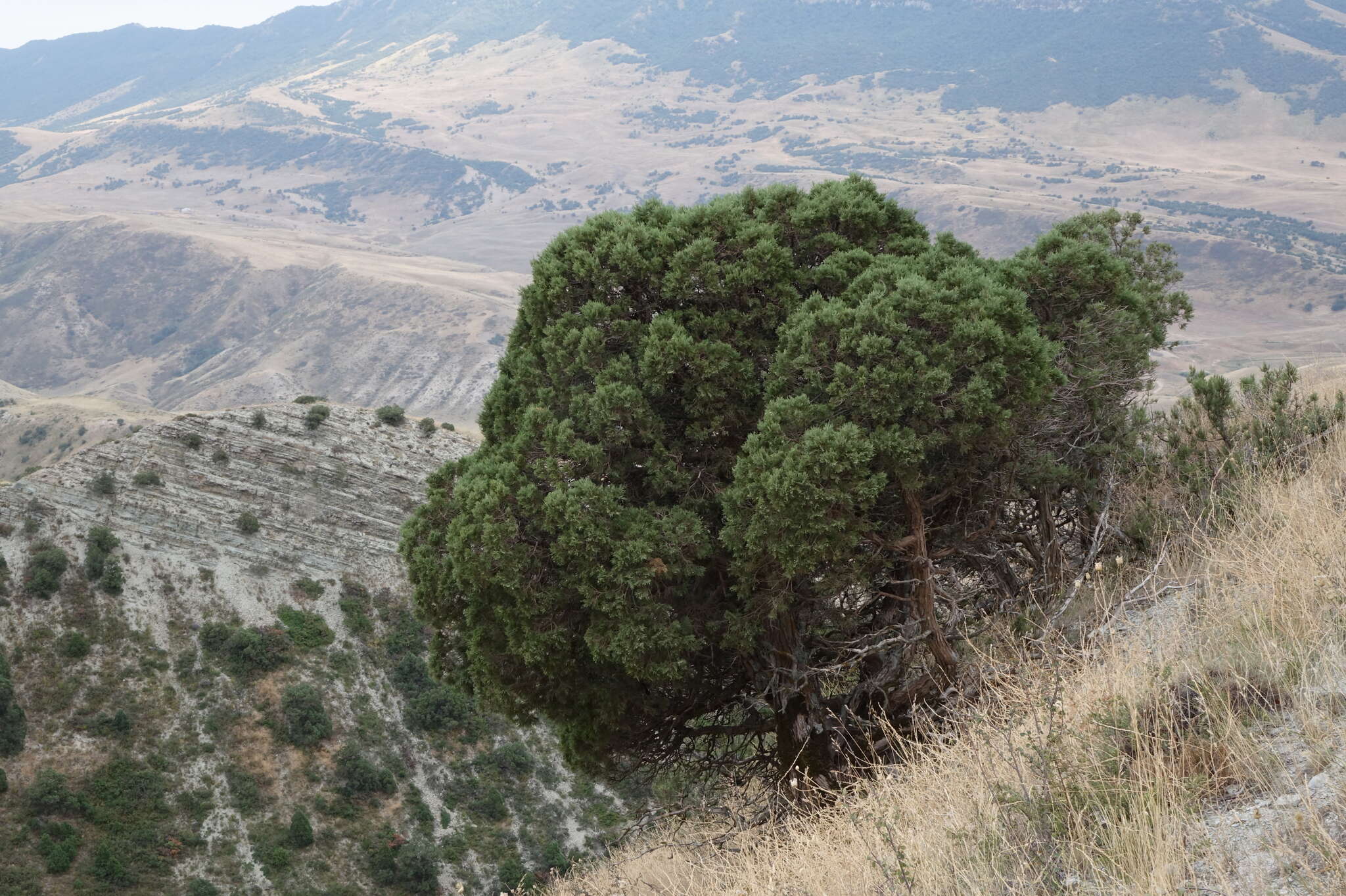 صورة Juniperus excelsa subsp. polycarpos (K. Koch) Takht.