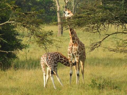 Image of Nubian Giraffe