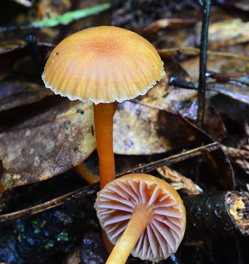 Hygrocybe lilaceolamellata (G. Stev.) E. Horak 1971的圖片