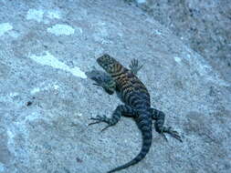 Image of Granite Spiny Lizard