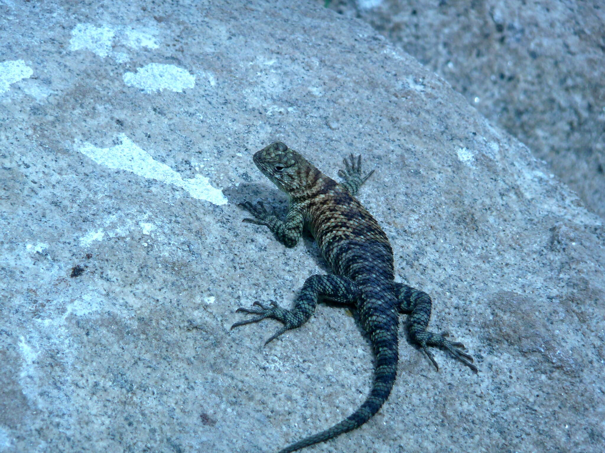 Image of Granite Spiny Lizard