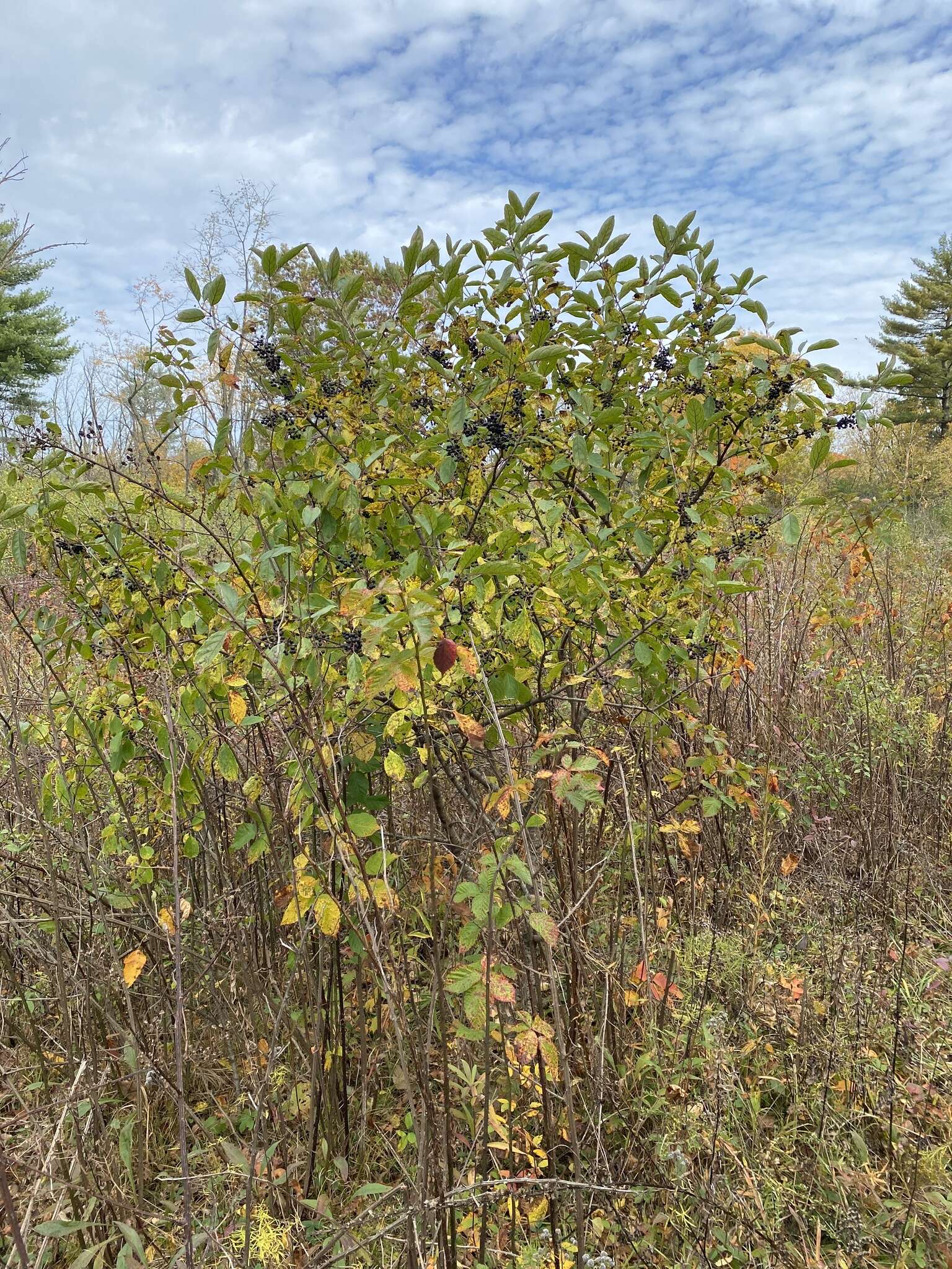 Imagem de Rhamnus utilis Decne.