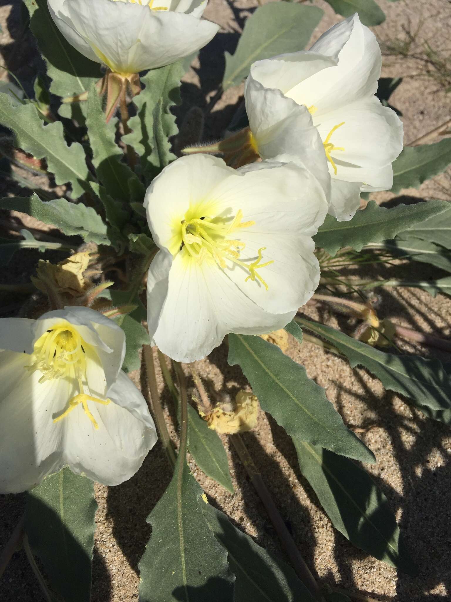 Imagem de Oenothera deltoides subsp. deltoides