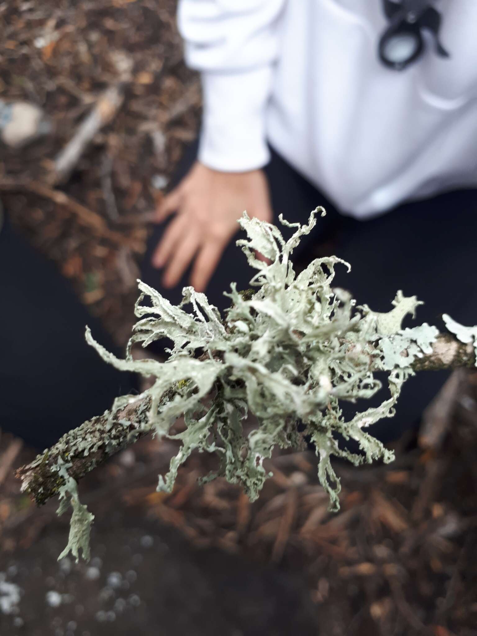 Imagem de Ramalina canariensis J. Steiner