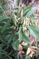 Image of Roan Mountain rattlesnakeroot