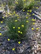 Image of Patersonia umbrosa Endl.