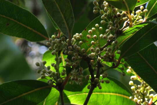 Слика од Trimenia neocaledonica E. G. Baker