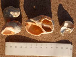 Image of Florida Rock Shell