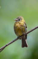 Image of Olive Flycatcher