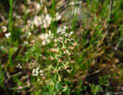 Imagem de Teesdalia coronopifolia (Bergeret ex Steud.) Thell.