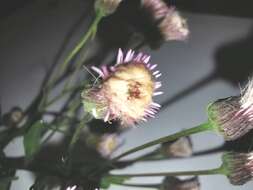 Plancia ëd Erigeron acris subsp. angulosus (Gaudin) Vacc.