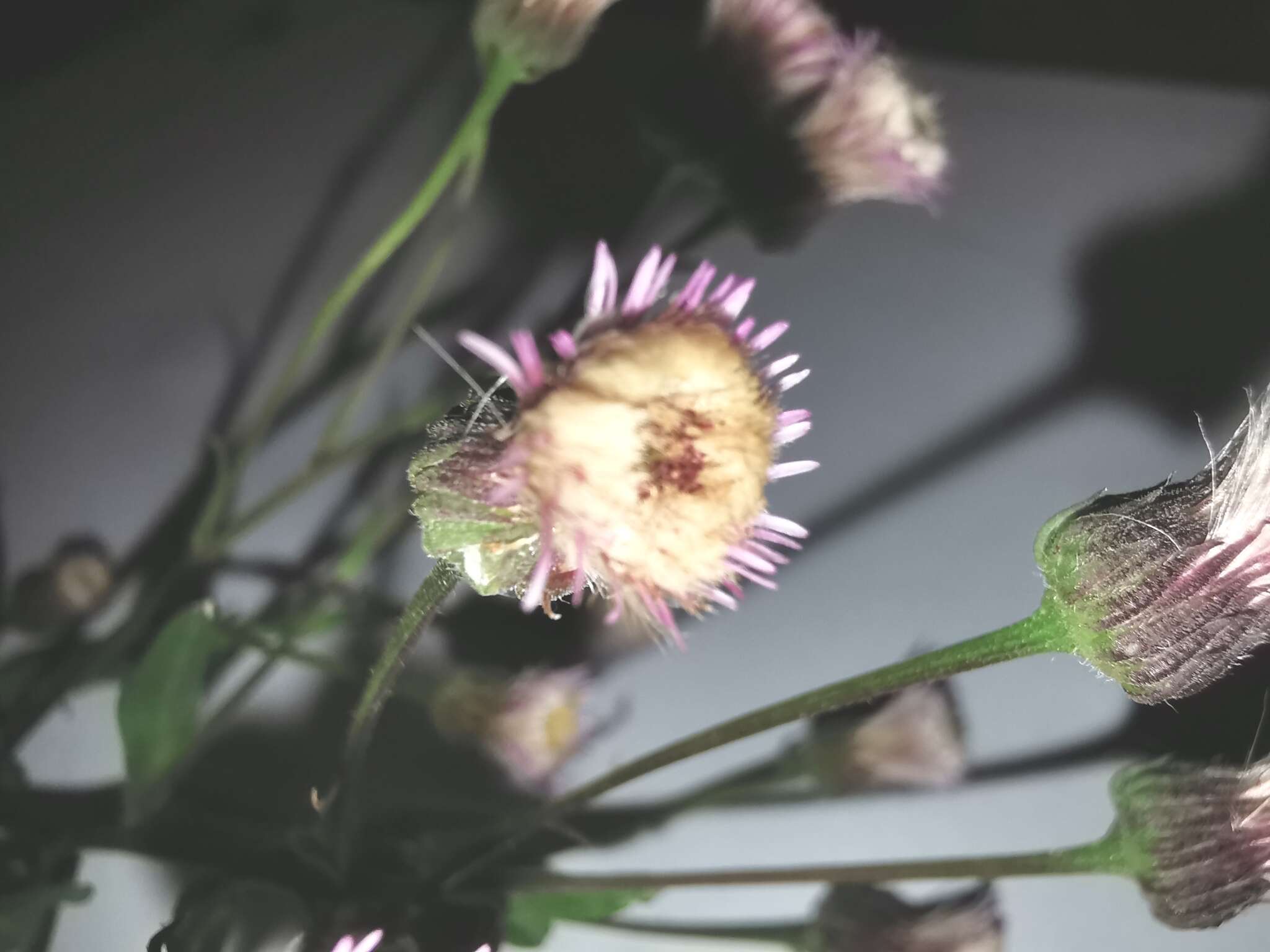 Plancia ëd Erigeron acris subsp. angulosus (Gaudin) Vacc.