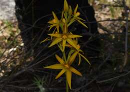 Image de Thelymitra dedmaniarum R. S. Rogers