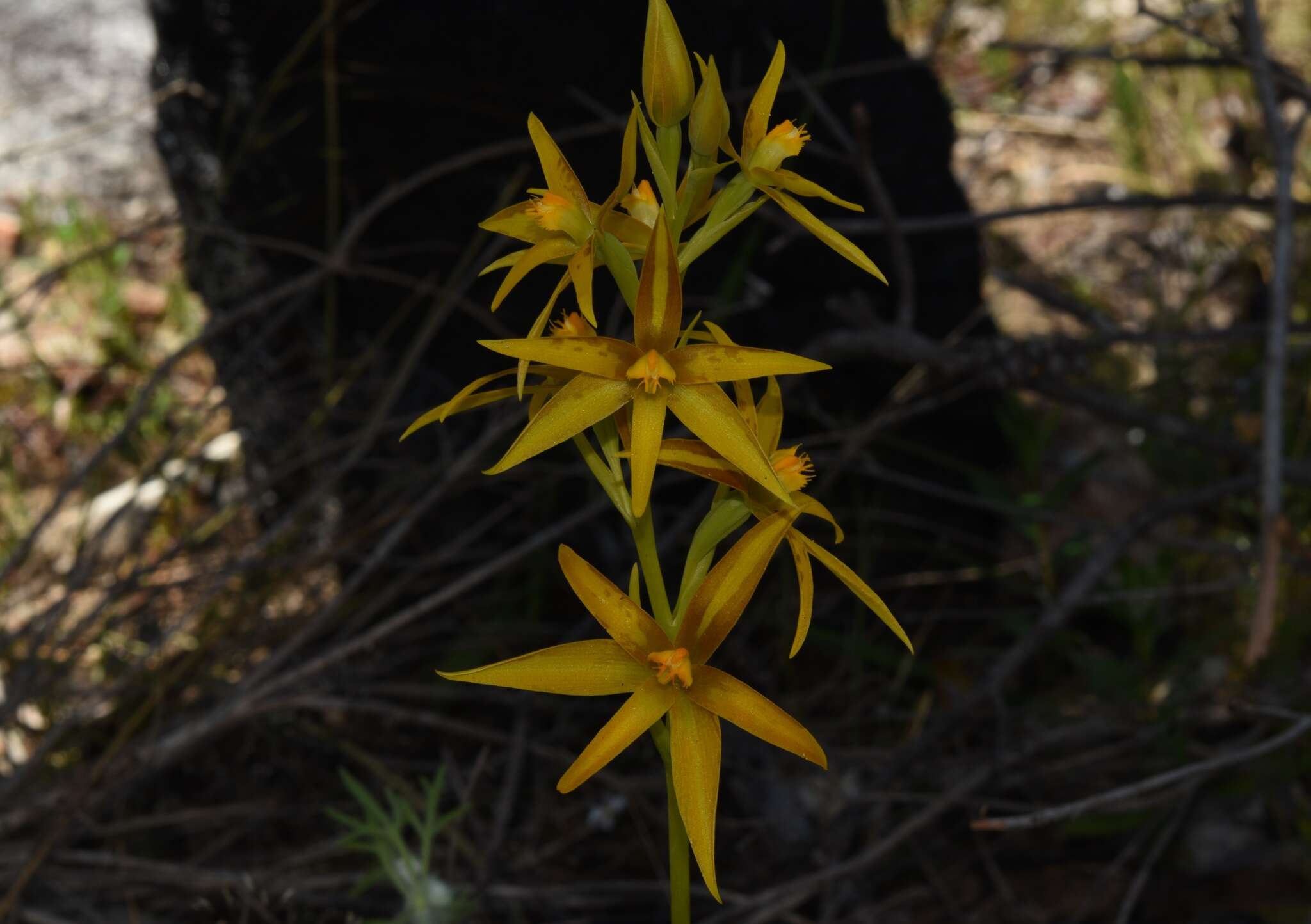 Image of Cinnamon sun orchid