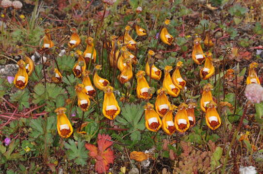 Image of Calceolaria uniflora Lam.